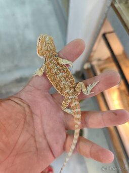 Agama bradatá - 2