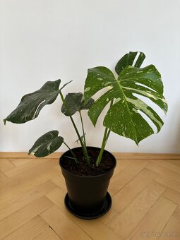 Monstera thai constalation - 2