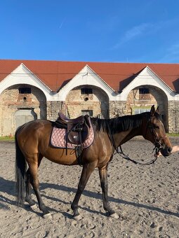 Predam valacha A1/1 - 2