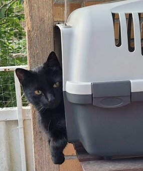 Prepravný box pre psa, mačku Trixie - 2