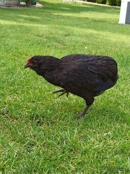 Araucana - rôzne farby - 2
