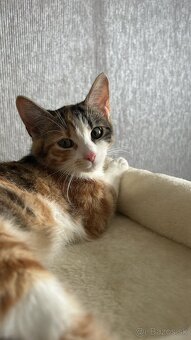 Darujem mačku s menom Ria - 2