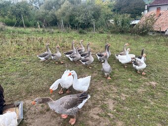 Landenské husi - 2