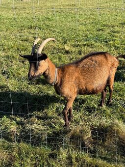 Predám 100% Alpínsku kozu - 2