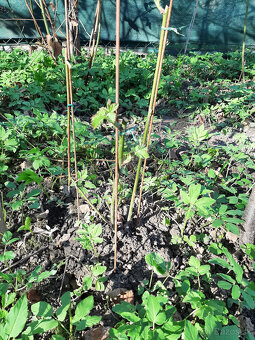 Predam slachtene beztrnove velkoplode cernice - 2