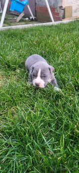 Americký stafordširsky terier - 2