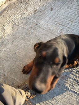 Šteňa Doberman - 2