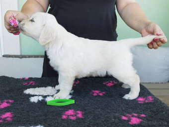 Zlatý retriever šteniatka - 2