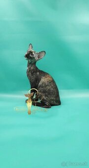 Mačiatko peterbald PP Queen - 2