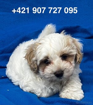 Maltipoo - 2