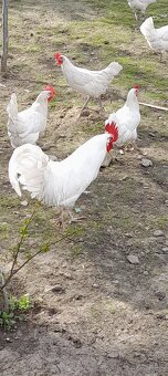 Kohút leghorn lakenfeld - 2