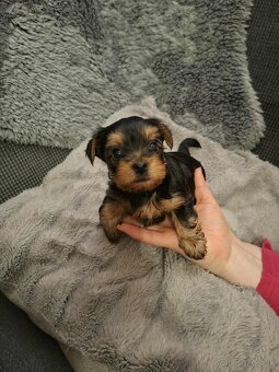 Predám Yorkshire šteniatka... - 2