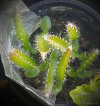 Pitahaya rastlinka - 2