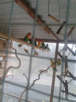 Agapornis Samička aj Samček 2025 - 2