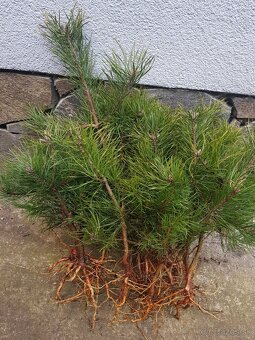 Smrek, jedla, borovica - 2