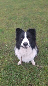 AKTUALNE Darujem border koliu - 2