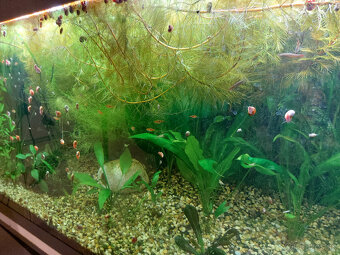 Akvarijné rastliny, Myriophyllum - 2