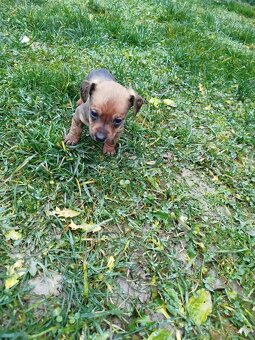 Šteniatka jazvečíka - 2