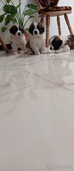 Šteňatá bernardínov - 2