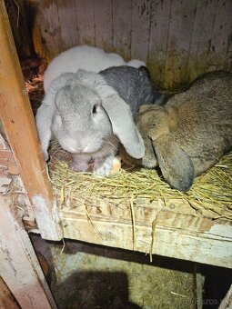 Francúzsky baran - 2