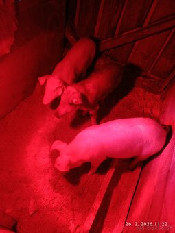 Predám odstavcata - 2