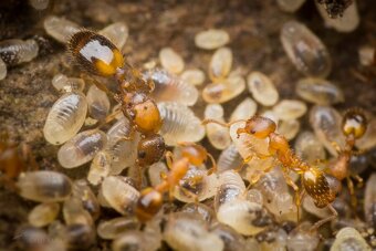 predám mravce rodu Temnothorax,vhodné aj pre ZAČIATOČNÍKOV - 2