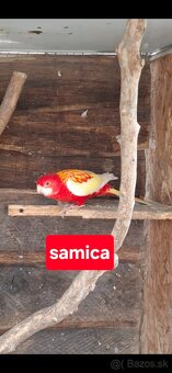 Predám rozely pestré - 2