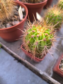 Kaktusy a sukulenty - 2