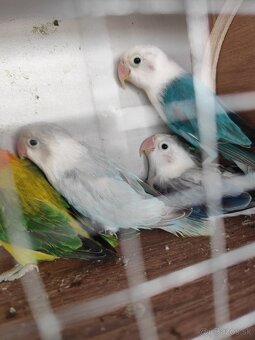 Agapornis fisher opalin - 2