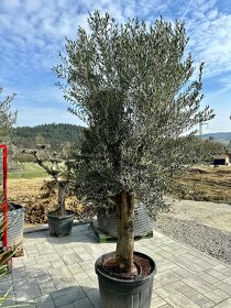 Mrazuvzdorný olivovník bonsai - Olea europaea - 2