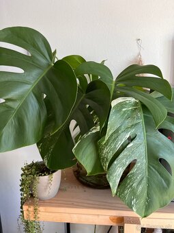 Albo monstera - 2