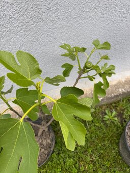 Predám figovník - 2