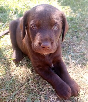 Labradorský retríver - šteniatka - 2