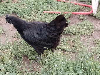 kohut ayam cemani - 2