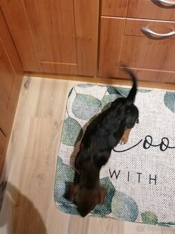 JAZVEČÍK hrubosrsty - 3 mes. šteňa - 2