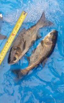 Predám Lieň,Amur,Jeseter,Uhor,Pstruh, Tolstobik,Karas,Jalec - 2