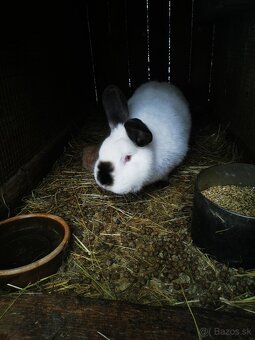 predam samca kalifornsky kralik - 2