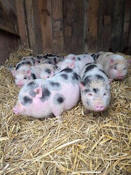 Gottingenské prasiatka - 2