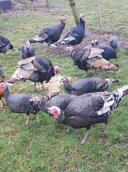 Predám morky bronzové - 2