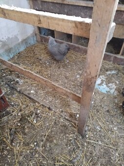 Wyandotka zdrobnela - 2