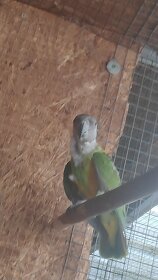 Papagáj Senegalský - 2