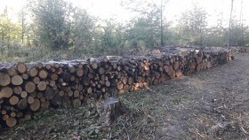 Tvrde palivove drevo suche, 5m ukladane s dovozom 260euro - 2