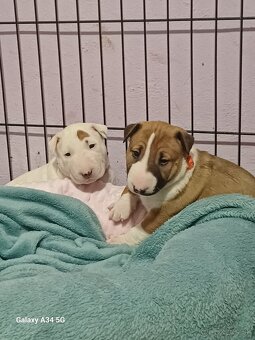 Bullterrier/Bulterier - 2