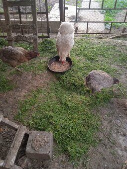Araucana - 2