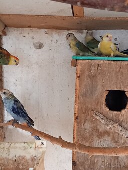 Rozela,agapornis, spevavý - 2