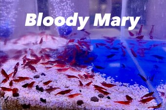 Krevetky neocaridina a Endlerky - 2