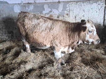 Predam telnu jalovicu - 2