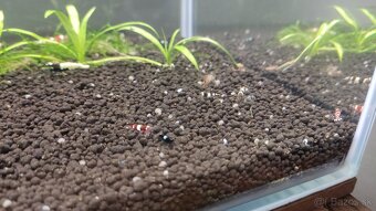 krevetky cardina mix. - 2