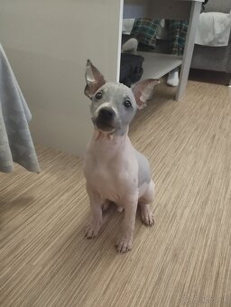 Americký bezsrstý teriér- PP(FCI) - 2