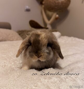 🐰 Minilop králiky 🐰 - 2
